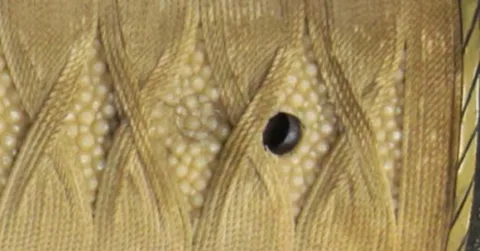 Detalle de Chikushū-jū Fujiwara Shimosaka Kanenobu